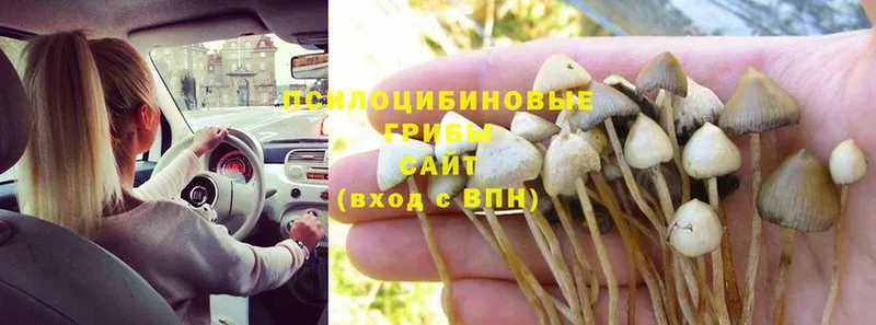 Псилоцибиновые грибы Psilocybe  Чусовой 